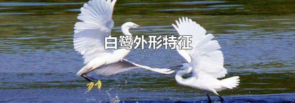 白鹭外形特征