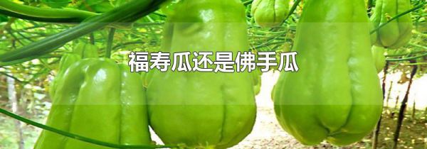 福寿瓜还是佛手瓜
