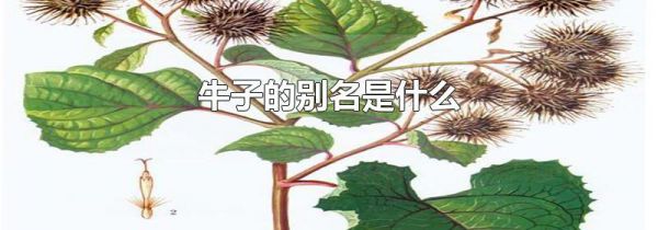 牛子的别名是什么