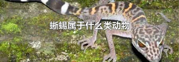 蜥蜴属于什么类动物