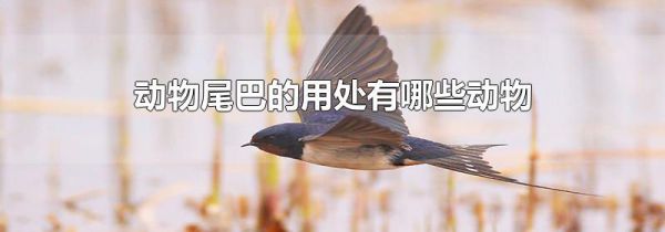 动物尾巴的用处有哪些动物