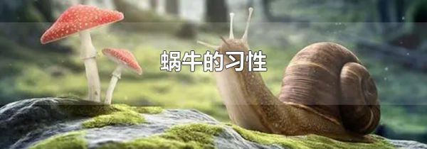 蜗牛的习性