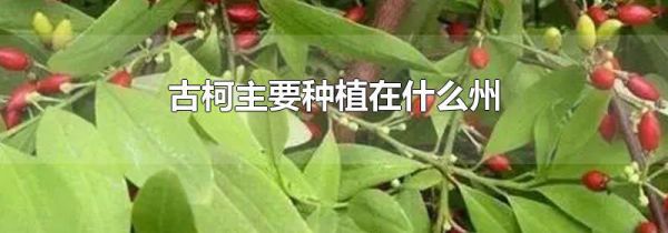 古柯主要种植在什么州