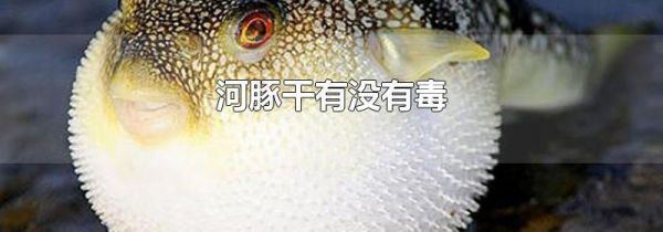 河豚干有没有毒