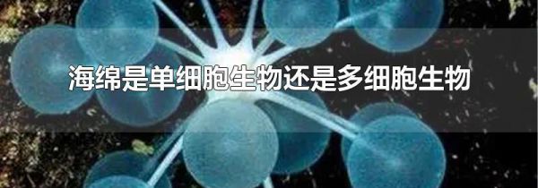 海绵是单细胞生物还是多细胞生物