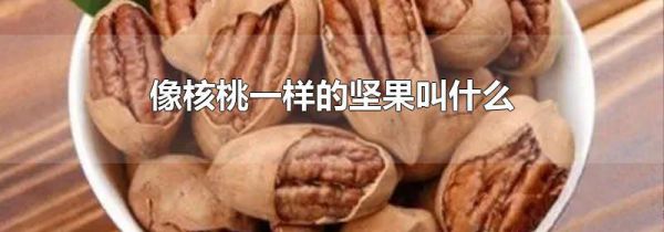 像核桃一样的坚果叫什么