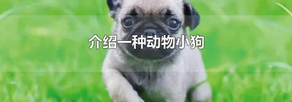 介绍一种动物小狗
