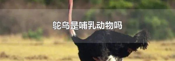 鸵鸟是哺乳动物吗