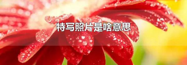 特写照片是啥意思