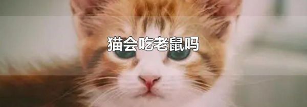 猫会吃老鼠吗