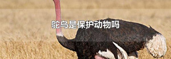 鸵鸟是保护动物吗