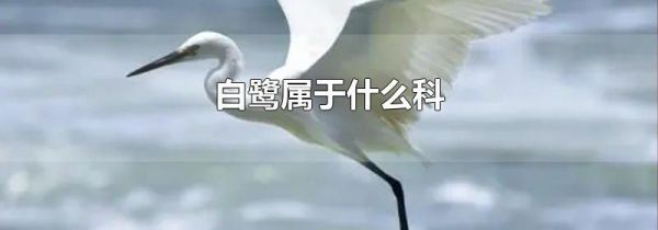 白鹭属于什么科
