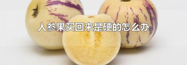 人参果买回来是硬的怎么办