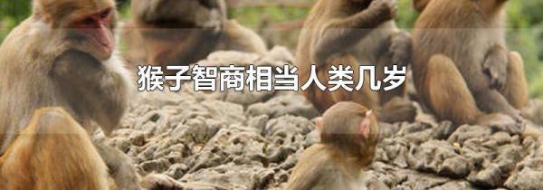 猴子智商相当人类几岁