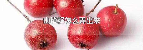 山楂籽怎么弄出来