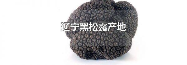 辽宁黑松露产地