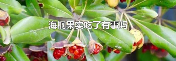 海桐果实吃了有事吗