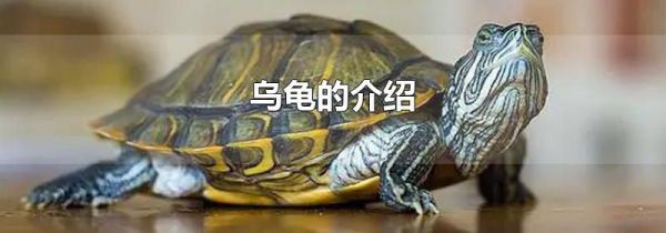 乌龟的介绍