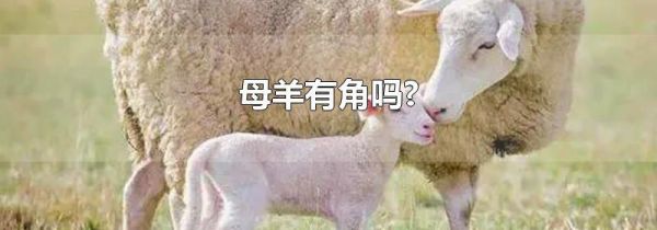 母羊有角吗?