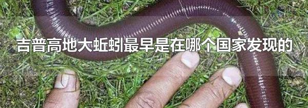 吉普高地大蚯蚓最早是在哪个国家发现的