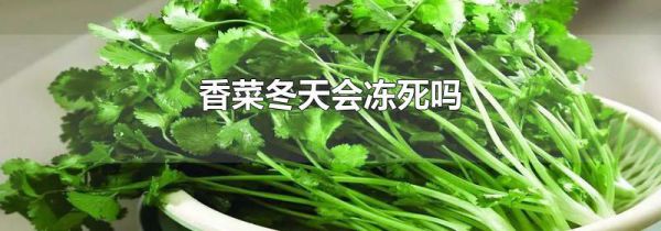 香菜冬天会冻死吗
