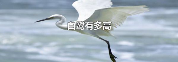 白鹭有多高