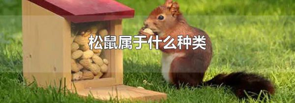 松鼠属于什么种类