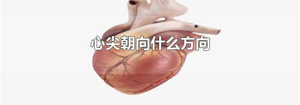 心尖朝向什么方向