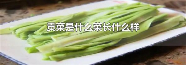 贡菜是什么菜长什么样