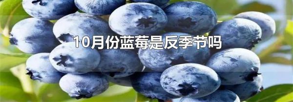 10月份蓝莓是反季节吗