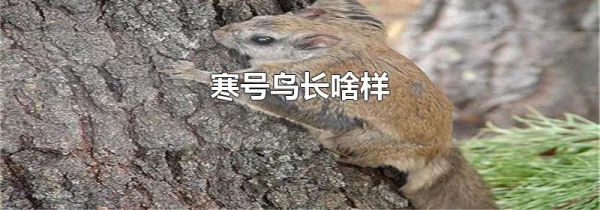 寒号鸟长啥样