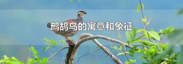 鹧鸪鸟的寓意和象征