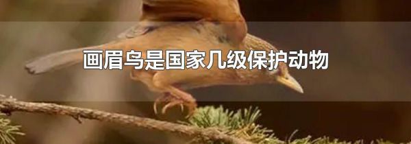 画眉鸟是国家几级保护动物