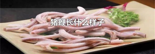 猪鞭长什么样子