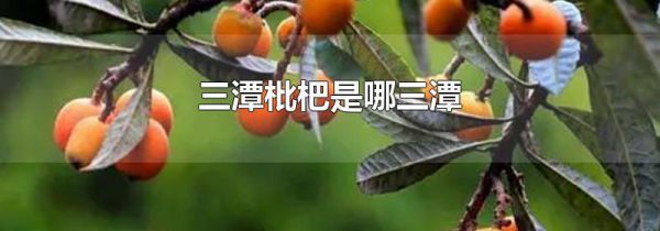 三潭枇杷是哪三潭