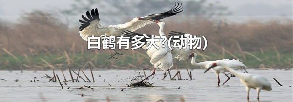 白鹤有多大?(动物)