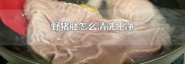 野猪肚怎么清洗干净