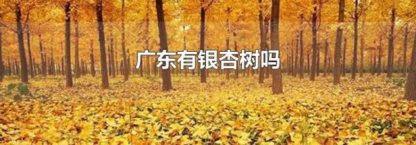 广东有银杏树吗
