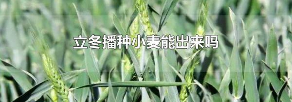 立冬播种小麦能出来吗
