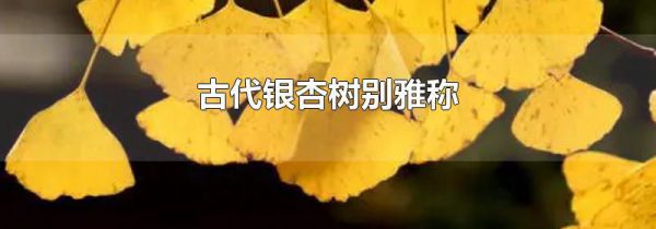 古代银杏树别雅称