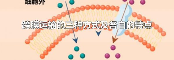 跨膜运输的三种方式及各自的特点