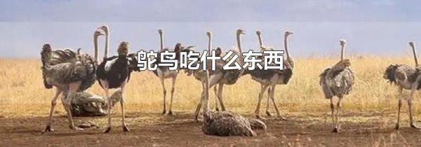 鸵鸟吃什么东西