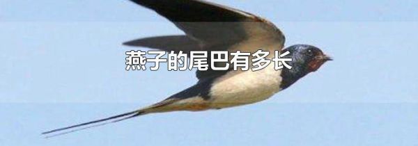 燕子的尾巴有多长
