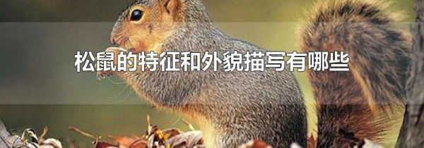 松鼠的特征和外貌描写有哪些