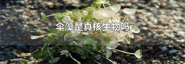 伞藻是真核生物吗