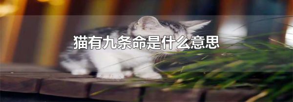 猫有九条命是什么意思