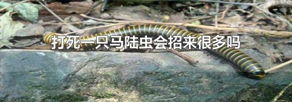打死一只马陆虫会招来很多吗