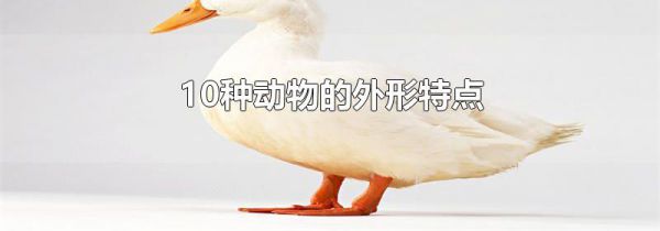 10种动物的外形特点