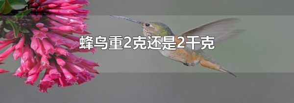 蜂鸟重2克还是2千克