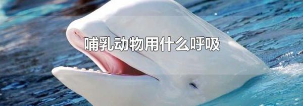 哺乳动物用什么呼吸